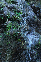 Lobelia nubicola and Peperomia pedicellata  in waterfall, Biotopo del Quetzal, Baja Verapaz, Guatemala