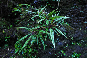 Lobelia nubicola  in waterfall, Biotopo del Quetzal, Baja Verapaz, Guatemala