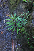 Lobelia nubicola on mossy rock in waterfall, Biotopo del Quetzal, Baja Verapaz, Guatemala