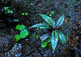 Lobelia nubicola, young individual with dark purple veins among Peperomia pedicellata seedlings on seeping mossy rock in waterfall, Biotopo del Quetzal, Baja Verapaz, Guatemala