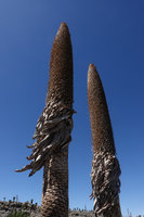 Lobelia rhynchopetalum, dead leaves, dry bracts and open capsules having released millions of dusty seeds, Sanetti Plateau, Bale NP, Ethiopia