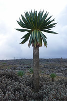 Lobelia rhynchopetalum, tall individual, probably soon ready to initiate the huge terminal inflorescence, Sanetti Plateau, Bale NP, Ethiopia