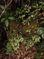 Loxocarpus argenteus population on vertical mossy rock, Bako NP, Sarawak, Borneo