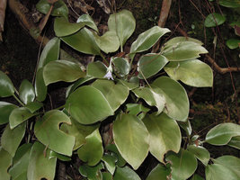 Loxocarpus argenteus, silvery leaves due to dense appressed hairs and blue flower, Bako NP, Sarawak, Borneo