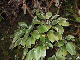 Loxocarpus argenteus, silvery leaves due to dense appressed hairs, Bako NP, Sarawak, Borneo
