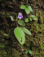 Loxocarpus cf. sekayuensis, flowering individual,Trengganu, Malaysia
