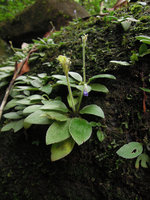 Loxocarpus cf. sekayuensis, silvery leaves, flower and upward capsules, Trengganu, Malaysia