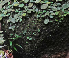 Loxocarpus incanus, adult flowering individuals and seedlings on bare vertical rock surface mixed with some Argostemma pictum, Penang Hill, Malaysia.