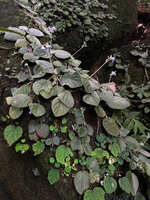 Loxocarpus incanus and the green iridescent Begonia sinuata, Penang Hill, Malaysia.