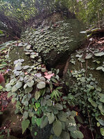 Loxocarpus incanus, dense population on bare rocks, Penang Hill, Malaysia.