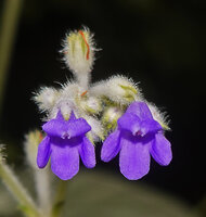 Loxocarpus incanus, flowers with glandular hairy calyx and peduncle and purple corolla, Penang Hill, Malaysia