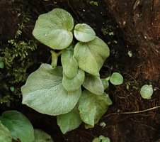Loxocarpus incanus, silky hairy leaves, Penang Hill, Malaysia
