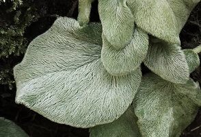 Loxocarpus incanus, very long appressed hairs giving a silky reflective appearence, this dense tomentum being a protection against dehydratation for these plants growing on vertical bare rocks, Penang Hill, Malaysia