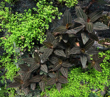 Ludisia discolor on the vertical garden by Patrick Blanc at Kawamura Denki, Nagoya