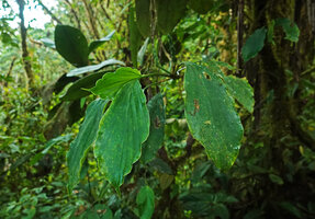 Ludovia integrifolia as a low epiphyte, Mashpi FR, Pichincha, Ecuador