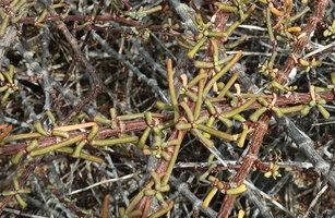 Lycium minimum, fascicles of linear spathulate leaves along the plagiotropic branches, Las Bachas, Santa Cruz, Galapagos