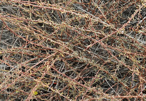 Lycium minimum, fasciculate leaves along the plagiotropic branches, Las Bachas, Santa Cruz, Galapagos