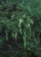 Lycopodiastrum (syn. Lycopodium) casuarinoides climbing on trees at forest edge, Cameron Highlands, Malaysia
