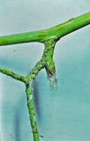 Lycopodiastrum (syn. Lycopodium) casuarinoides, resting bud evolving later in a  stobili bearing much branched stem, Cameron Highlands, Malaysia