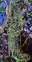 Lycopodiastrum (syn. Lycopodium) casuarinoides, vegetative branched hanging stem and pseudo lateral stobili bearing  branched stem, Cameron Highlands, Malaysia