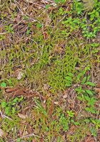 Lycopodium cernuum on a forest slope, Yamaguchi, Japan
