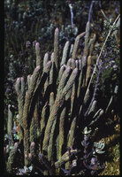 Lycopodium crassum, Virgen Pass, 4000 m asl, Papallacta, Ecuador