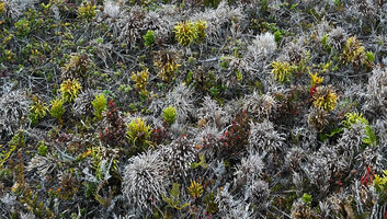 Lycopodium (Palhinhaea) hydrophilum, dense population of erect living green arbuscular stems and old dead bright grey persistent Lichen-like branched stems, Anggi Lakes, 2300 m asl, Arfak Mts, West Papua