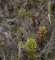 Lycopodium (Palhinhaea) hydrophilum, erect branched stems of different ages, from the youg green ones with vertical stems to the old ones with brown stems ending in strobili, Anggi Lakes, 2300 m asl, Arfak Mts, West Papua