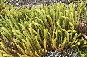 Lycopodium (Palhinhaea) hydrophilum, erect unbranched stems ending in strobili, Anggi Lakes, 2300 m asl, Arfak Mts, West Papua