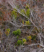 Lycopodium (Palhinhaea) hydrophilum, only the erect much branched coniferoid entities emerge above the surrounding vegetation, Anggi Lakes, 2300 m asl, Arfak Mts, West Papua