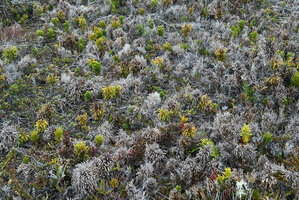 Lycopodium (Palhinhaea) hydrophilum, some living branched erect fir like stems and numerous long lasting dead stems very Lichen-like in wet sandy savanna, Anggi Lakes, 2300 m asl, Arfak Mts, West Papua