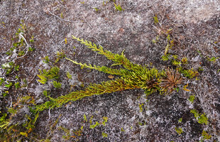 Lycopodium (Palhinhaea) hydrophilum, stems creeping at the acidic wet sandy soil surface in upland savanna, Anggi Lakes, 2300 m asl, Arfak Mts, West Papua