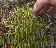 Lycopodium (Palhinhaea) hydrophilum, stems ending in recurved strobili, Anggi Lakes, 2300 m asl, Arfak Mts, West Papua