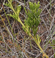 Lycopodium (Palhinhaea) hydrophilum, young erect coniferoid much branched entity keeping a main stem due to unequal dichotomy, Anggi Lakes, 2300 m asl, Arfak Mts, West Papua