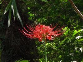 Lycoris radiata flowering in forest understory, Hangzhou, China