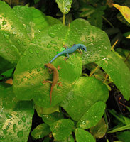 Lygodactylus williamsii drinking water on the leaves, Patrick Blanc Home