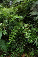 Histiopteris herbacea, Imbu Rano, Kolombangara, Solomon Islands