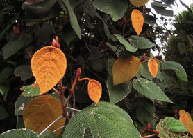 Macaranga carrii, leafy erect stems, Mount Hagen, 2800 m asl, Papua New Guinea