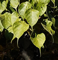 Macaranga cuspidata, long acuminate leaves, Anjozorobe Angavo, Madagascar