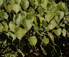 Macaranga cuspidata, peltate long acuminate leaves, Anjozorobe Angavo, Madagascar