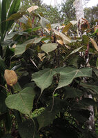 Macaranga intonsa in open forest, Rondon Ridge, 2000 m asl, Tari, Papua New Guinea