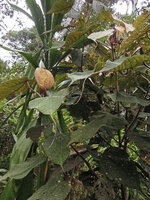 Macaranga intonsa, Rondon Ridge, 2000 m asl, Tari, Papua New Guinea