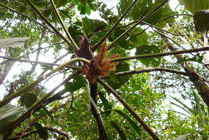 Macaranga magna, huge peltate leaves with long petiole and much branched inflorescence, Waisali, Vanua Levu, Fiji