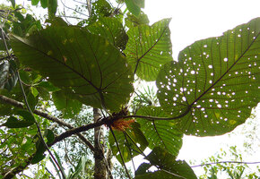 Macaranga magna, monocaulous treelet in forest understory with huge leaves and inflorescence, Waisali, Vanua Levu, Fiji