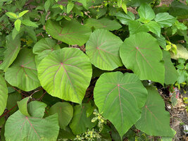 Macaranga tanarius, a green leaved individual with pink veins, Malapascua, Cebu, Philippines