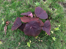 Macaranga tanarius, a very bright dark purple individual, Malapascua, Cebu, Philippines