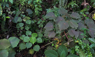 Macaranga tanarius, gradient between light purple and plain green leaved individuals, Manlagtang, Cebu, Philippines