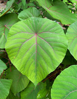 Macaranga tanarius, green leaved individual with bright pink main veins, Malapascua, Cebu, Philippines