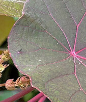 Macaranga tanarius, pink veined  light purple individual, an ant sucking nectar from an adaxial leaf gland, Malapascua, Philippines