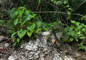 Macaranga tanarius, plain green and light purple leaved individuals on karst boulders, Malapascua, Cebu, Philippines